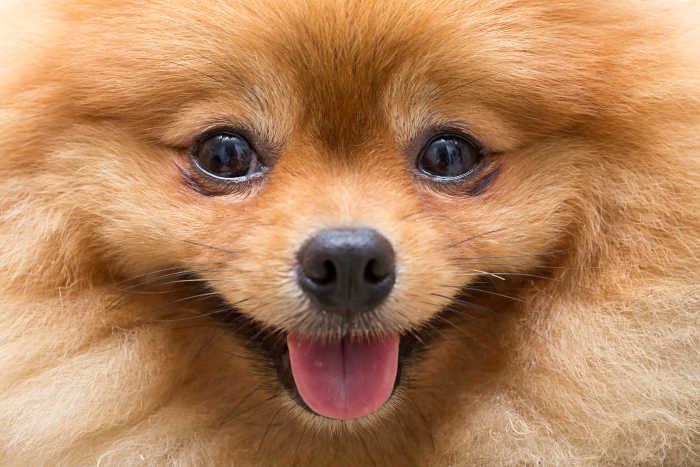 Pomeranian Puppy Smiling