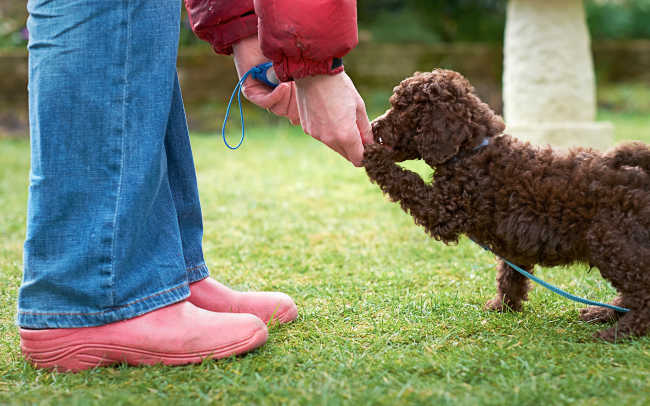 Miniature Poodle Being Clicker Trained