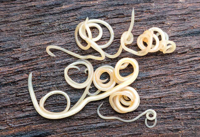 Roundworms on Wood