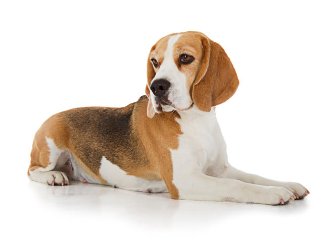 Beagle