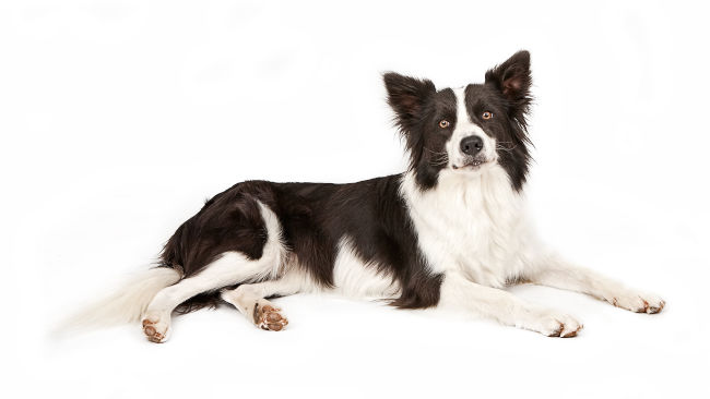 Border Collie