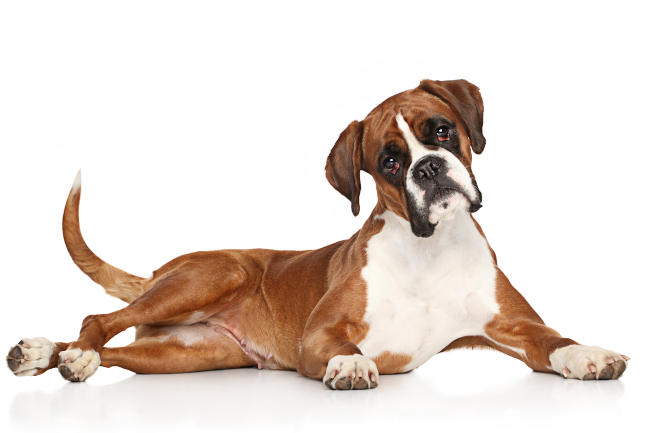 Boxer