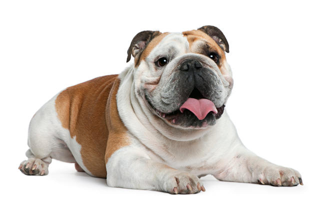 Bulldog