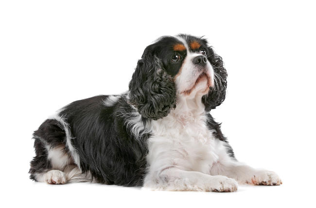 Cavalier King Charles Spaniel