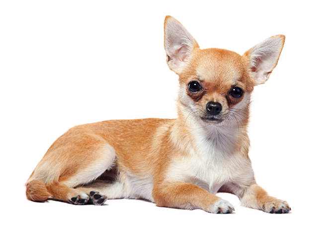 Chihuahua