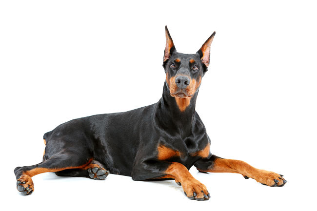 Doberman Pinscher