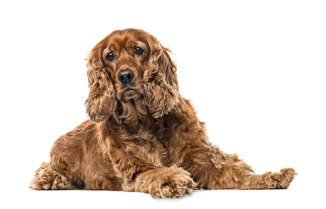 English Cocker Spaniel