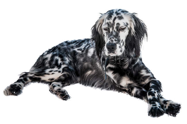 English Setter