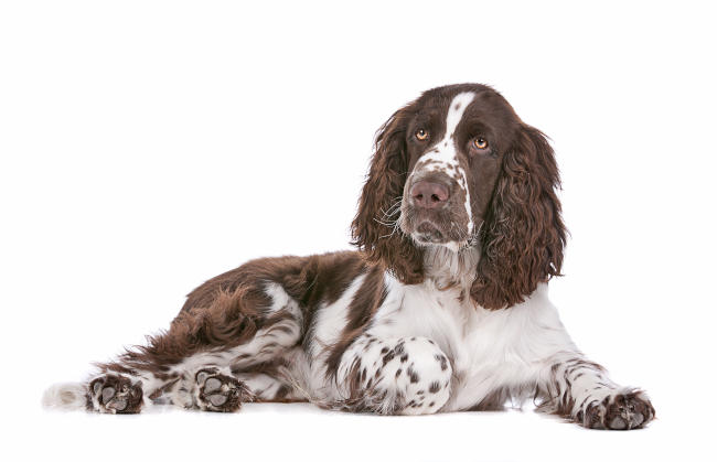 English Springer Spaniel