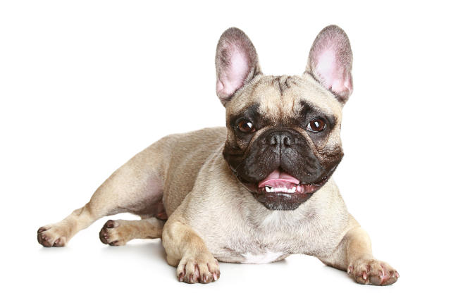 French Bulldog