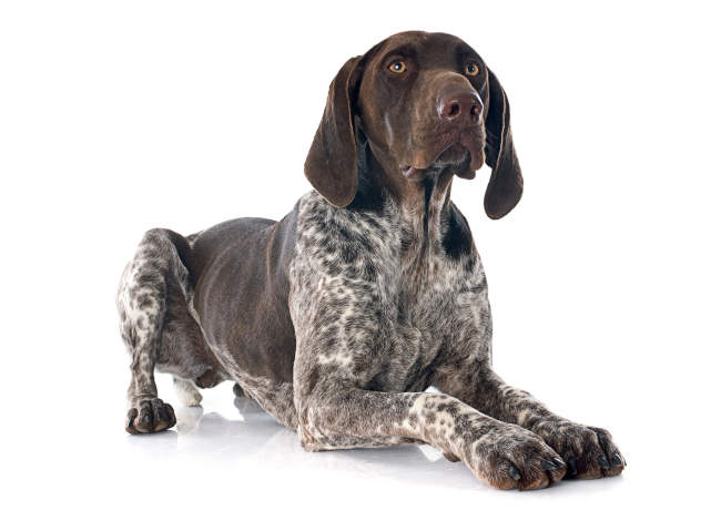German Shorthaired Pointer