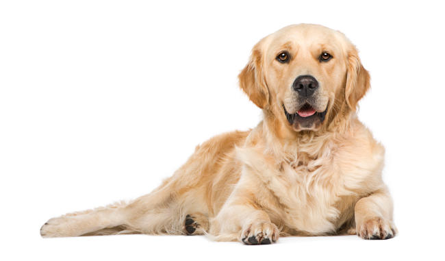 Golden Retriever