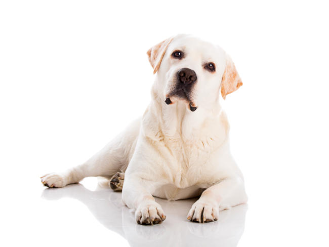 Labrador Retriever