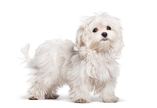 Maltese