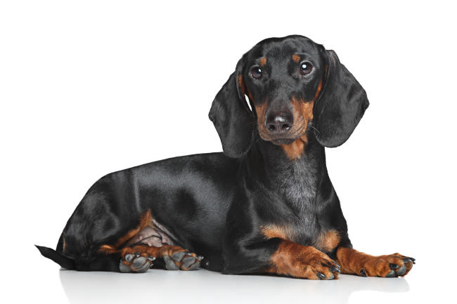 Miniature Dachshund