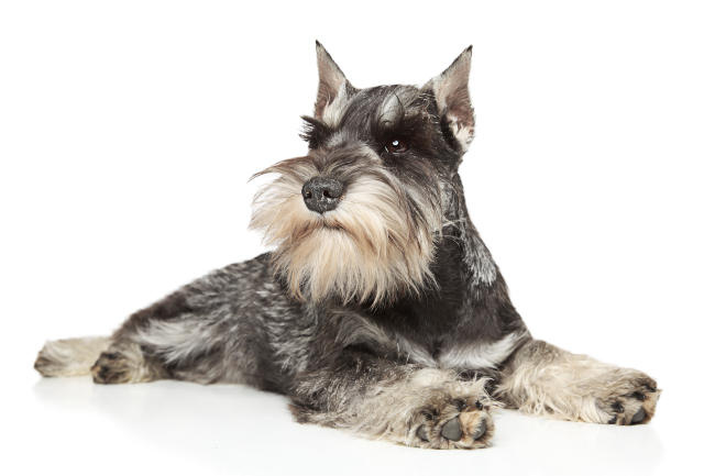Miniature Schnauzer