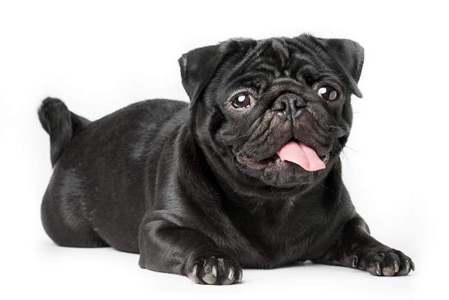 Pug