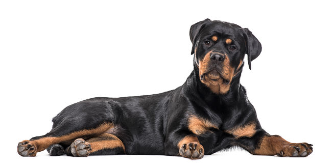 Rottweiler
