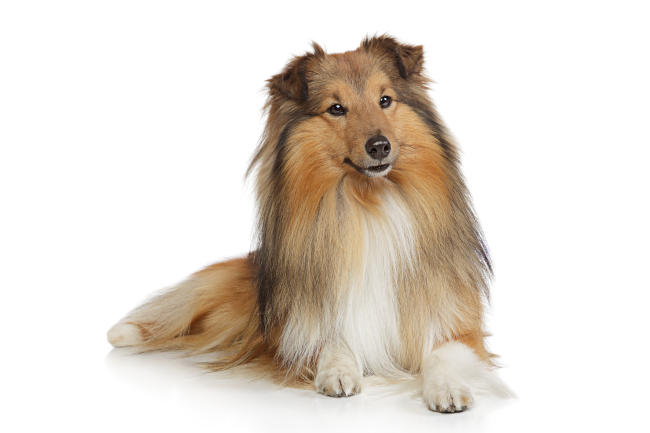 Shetland Sheepdog