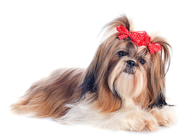 Shih Tzu