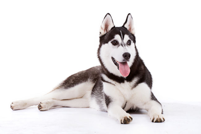 Siberian Husky