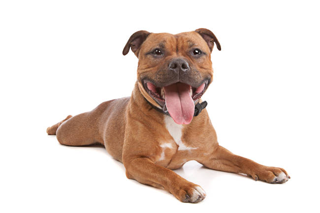 Staffordshire Bull Terrier