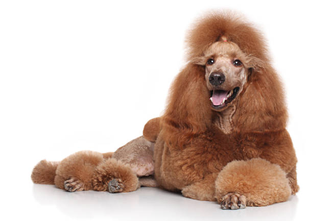 Standard Poodle