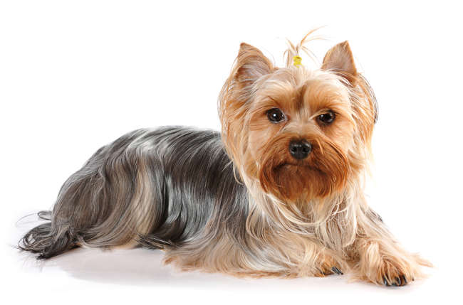 Yorkshire Terrier
