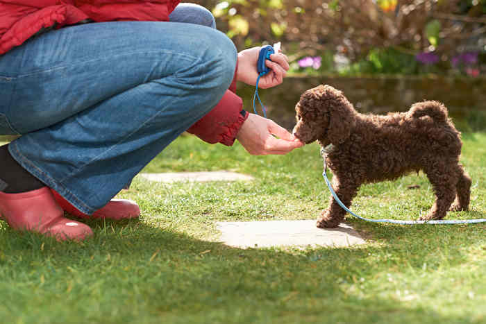 Miniature Poodle Being Clicker Trained