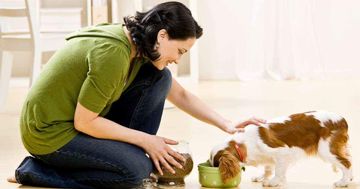 The Ultimate Guide to Feeding Your Puppy Jolly Paws Gazette