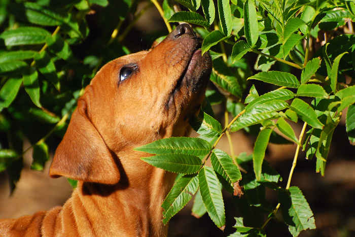 Puppy Sniffing Leaves